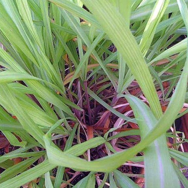 Featured image for “Citronella Essential Oil: Nature’s Defence Against Insects”