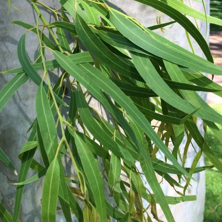 Featured image for “Lemon Eucalyptus Essential Oil: Your Natural Solution for Effective Insect Repellent”